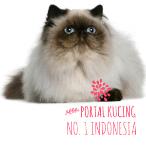 Portal Kucing Indonesia